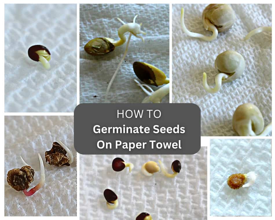 how-to-germinate-seeds-paper-towel
