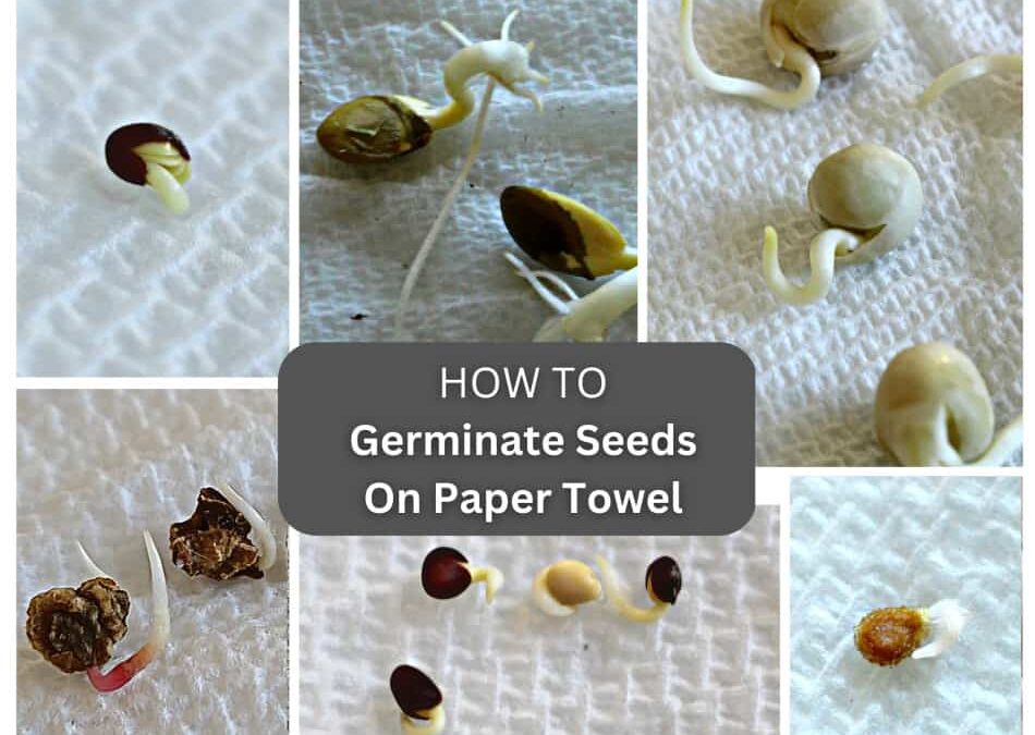 How to germinate seed in paper towel